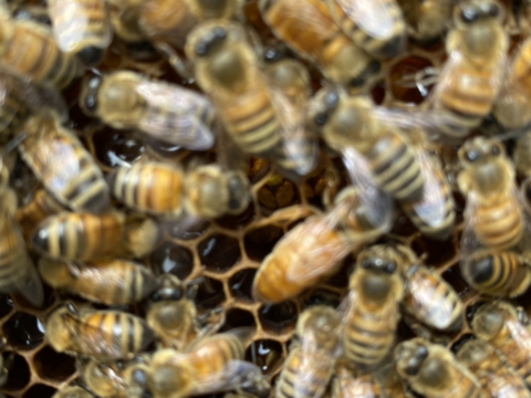 お待たせいたしました。販売再開です！
純粋鹿児島産百花蜜のスティックハニー50本　　　5g×25本入り2パックのボリュームパック