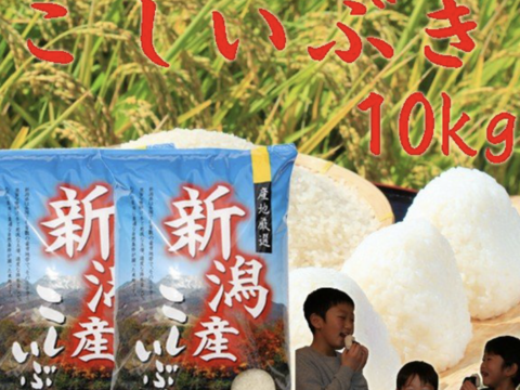 こしいぶき 白米 10kg 令和二年産