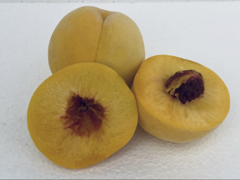 山形県産川中島白桃と黄金桃【3キロ小玉詰め合わせ】