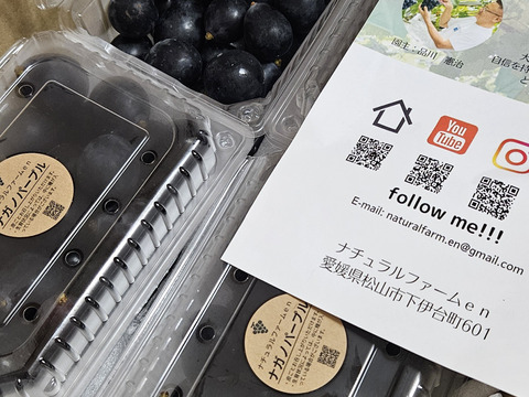 ナガノパープル4kgバラ粒【種なし皮ごとOK】予約受付中：愛媛