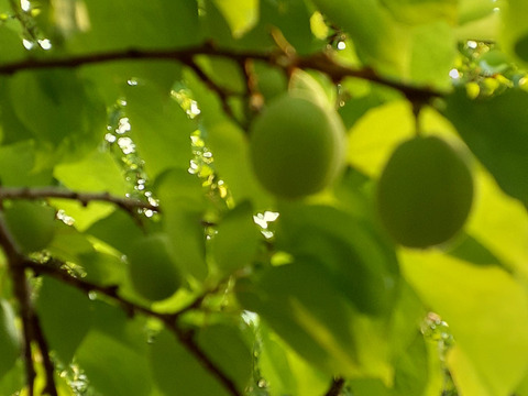 千曲市産　信山丸あんず
シロップ漬け　1.5K
限定