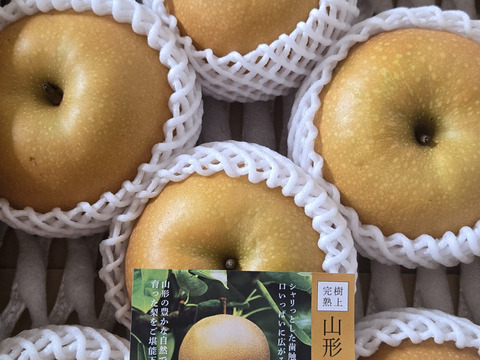 【樹上完熟和梨】あきづき～抜群のシャキシャキ感と濃厚な甘さ～5㎏以上