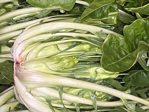 プンタレッラ2株