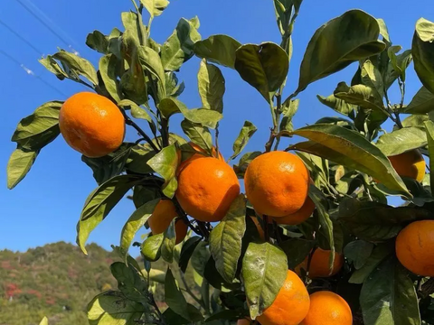 中生完熟みかん