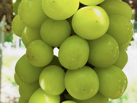 限定1点ﾓﾉ！:特大大粒1房約700g☆山梨県産シャインマスカット贈答　ギフト　家庭用にも　予約No.11