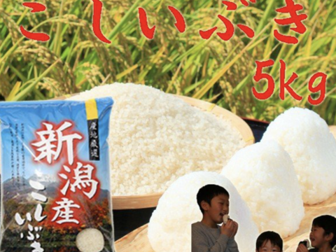 こしいぶき 白米 5kg 令和二年産