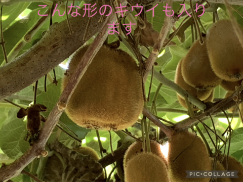 【年内限定！】R5年長野産【キウイフルーツ‼︎】約1キロ ご家庭用