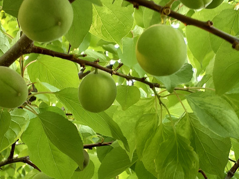 千曲市産　信山丸あんず
シロップ漬け　1.5K
限定