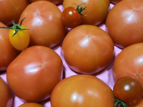 100％純トマト🍅4キロ箱【雪ちゃんトマト】桃太郎トマトL or Mサイズ