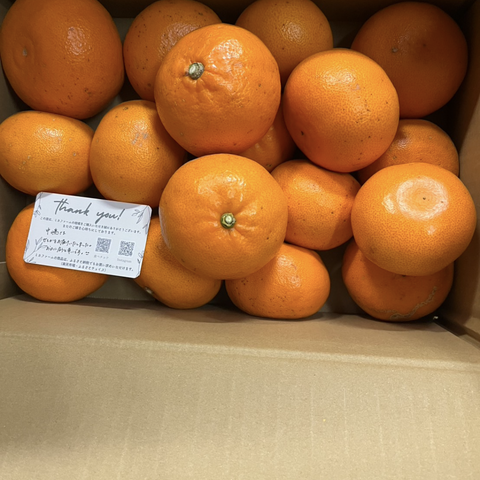極ウマせとか 約9kg 【訳あり品、ご家庭用】：三重県産のみかん