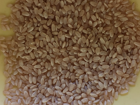 令和7年産新米　農薬5割減　特別栽培米コシヒカリ玄米１０kg　化学肥料不使用　段ボール込み約１１kg