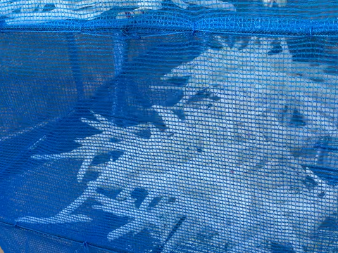 【天日干し！】自然栽培 切り干し大根 40g×4 (会津伝統野菜 赤筋大根使用)