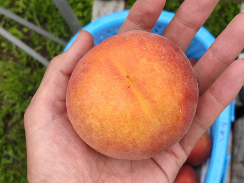 【お中元】固くて美味しい　長野県産　ワッサー　約3kg（7～12個）