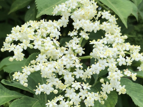 エルダーフラワー 600g  自然農栽培 5月半ばからご予約順に順次発送いたします。
フラワーウォーターフラワーコーディアル、シロップなどに。