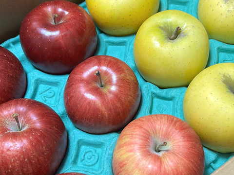 どっちがお好き？？当園人気ナンバー1企画「信州オリジナル林檎食べ比べ」　　お徳用シナノスイート＆シナノゴールド　
訳あり家庭用3キロ中玉　美味しさkeep！スマートフレッシュ鮮度保持貯蔵