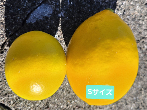 限定販売‼️八丈島産有機レモンサービス品　1キロ