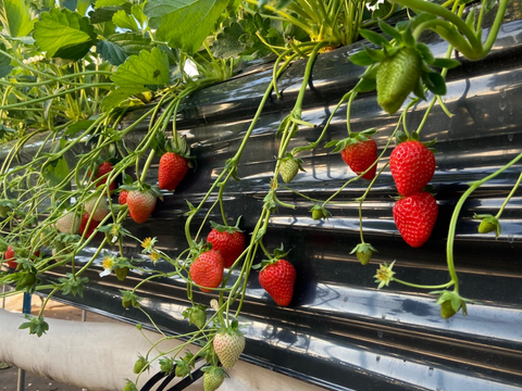 国産　芳醇な香り！かおりの冷凍イチゴ１0kg(1kg✖️10)