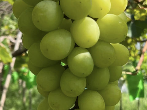 訳あり
見た目に少し不揃いがあったり、皮に小さな傷があるなど【訳ありシャインマスカット】２kg