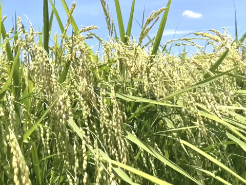 令和6年産　特別栽培米　コシヒカリ白米　真空包装！300ｇ×5個セット