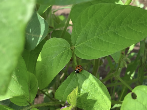 【期間限定】甘い！自然栽培枝豆『音更大袖振大豆』（500g×2p）