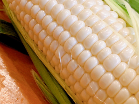 【クール便発送】 朝採り白いとうもろこし🌽 長野県軽井沢町産高原野菜 雪の妖精 新鮮とうもろこし20本セット