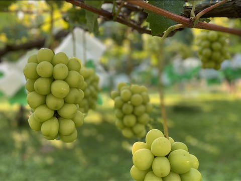 農林水産大臣賞受賞の信州産シャインマスカット2房(約1.2K)