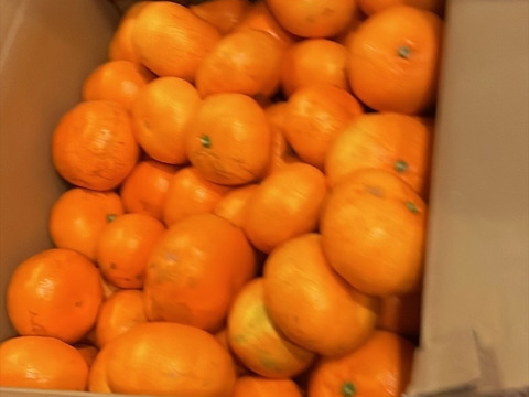 本日最終！【訳あり】濃厚なコクと酸味がおいしい！有田みかん★自家製堆肥栽培★大満足10kg★和歌山