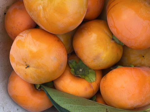 【富有柿訳あり5kg】和歌山・橋本産のオレンジの宝石✨　　
糖度最高レベルをお召し上がりください！！！