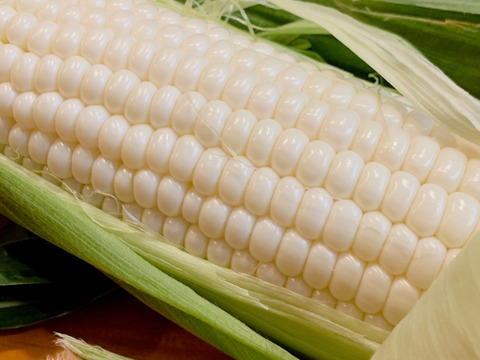 【クール便発送】 朝採り白いとうもろこし🌽 長野県軽井沢町産高原野菜 雪の妖精 新鮮とうもろこし20本セット