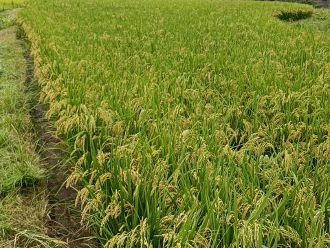 自然栽培米 イセヒカリ10㎏【玄米】