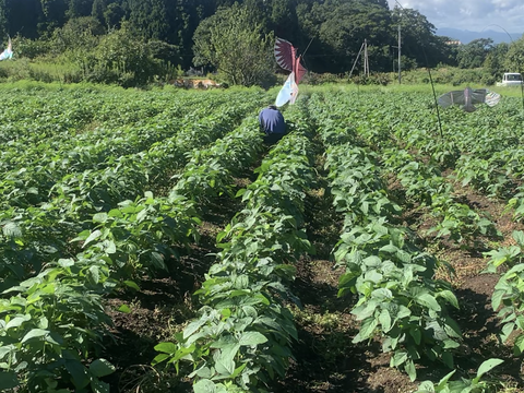 【期間限定】甘い！自然栽培枝豆『音更大袖振大豆』（500g×2p）