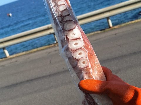 極太‼タコ足　【函館産】600g