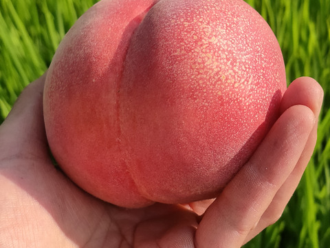 【お中元】【夏ギフト】【８月上旬発送】甘くてジューシーな長野県産　川中島白鳳　３kg（８～９玉）