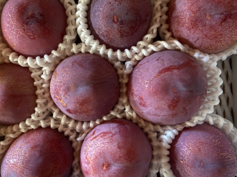 今が旬！プラム(すもも)の王様【貴陽】
発祥の地からお送り致します！
高級プラム化粧箱入り2kg
(実の大きさにより、個数が変わります。
［9玉〜12玉］数を指定して頂けます。