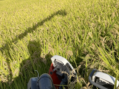 令和7年度新米。岡山県産　朝日蓮華米
【約4.5kg】特別栽培米。大粒のふんわり香りもしっかり白米。予約販売中