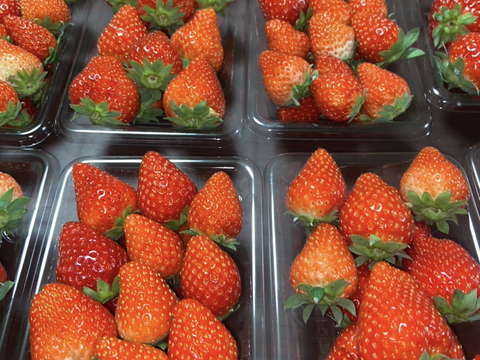 国産　芳醇な香り！かおりの冷凍イチゴ１0kg(1kg✖️10)