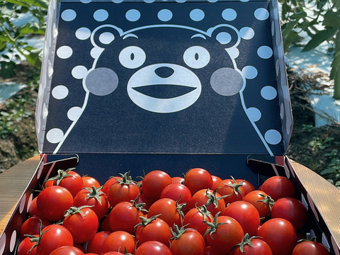 【数量限定くまモンBOX】スパルタ栽培のミニトマト・約1ｋｇ