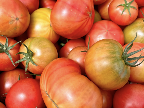 [予約割引20%OFF]むぎゅっとがっしり！！個性派濃旨フルーツトマト（10キロ)