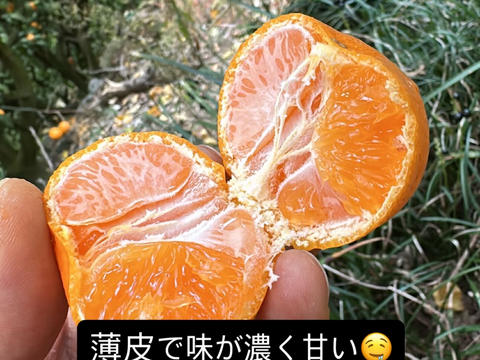 大人気！ちょう小玉食べ過ぎ注意！有田みかん 10kg