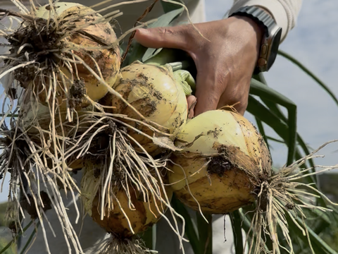 【訳あり】農薬、除草剤不使用！淡路島 新玉ねぎ(七宝) 5kg サラダにピッタリ。春だけのみずみずしい特別な玉ねぎをご賞味あれ。