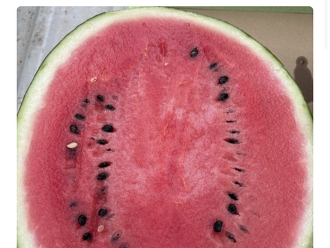 父の日のプレゼントに！シャリ感甘みしっかり極上スイカ11kg以上1個