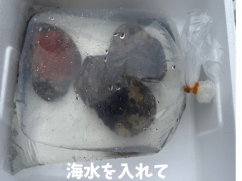 黒アワビ　大サイズ