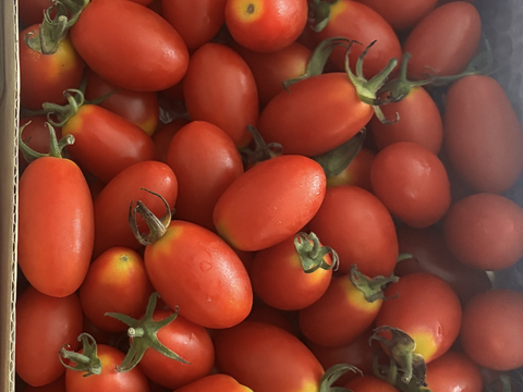 あま〜〜い！！濃い！！完熟ミニトマト「アイコ」(3kg)北海道産・ご自宅用