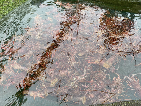 伊勢海老　生きたまま