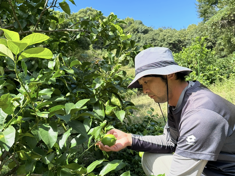 瀬戸内海・大三島の恵🍋農薬不使用レモン〈皮まで使える〉5キロ