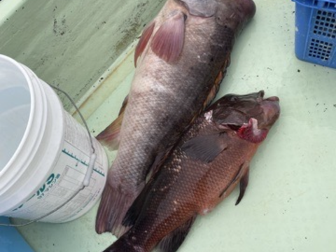 カンダイ　コブダイ　大型