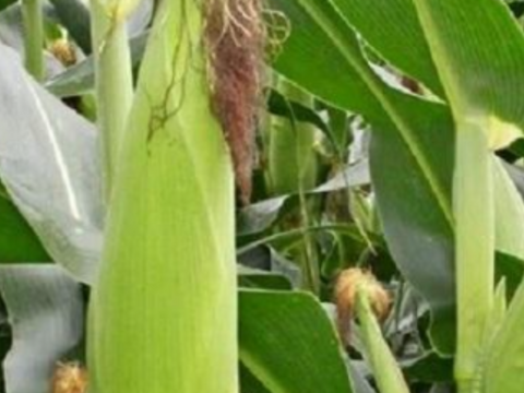 ホワイトコーン6本🌽　パールホワイト🌽　淡路島からのホワイトコーン　とうもろこし　トウモロコシ
