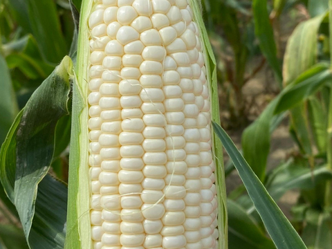 ホワイトコーン6本🌽　パールホワイト🌽　淡路島からのホワイトコーン　とうもろこし　トウモロコシ