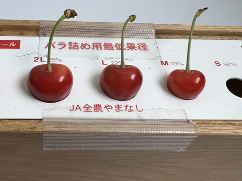 さくらんぼ【佐藤錦】1kg