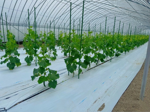 【訳あり】新鮮朝採りきゅうり2キロ詰め合わせ【クール便】【福岡県柳川市産】